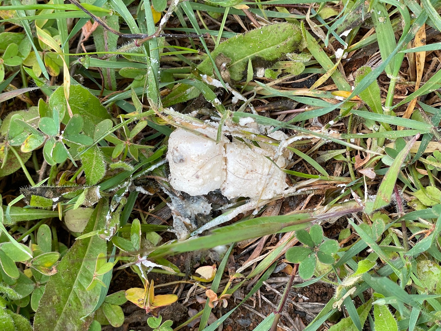 2. Δηλητηριασμένο δόλωμα ΜΔΠΠ Νότιας Πελοποννήσου Monemvasia