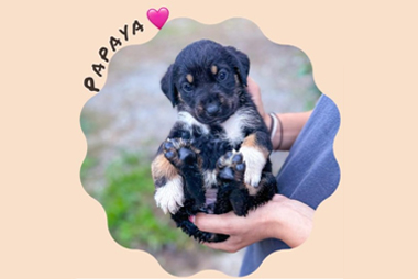 papayia