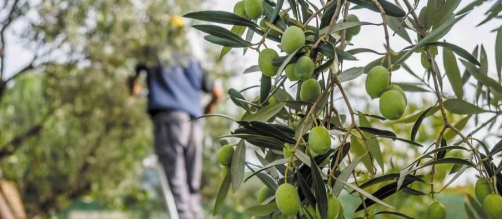 &Epsilon;&Theta;&Epsilon;&Alpha;&Sigma;: &Kappa;ί&nu;&delta;&upsilon;&nu;&omicron;&sigmaf; &alpha;&pi;ώ&lambda;&epsilon;&iota;&alpha;&sigmaf; &chi;&rho;&eta;&mu;&alpha;&tau;&omicron;&delta;ό&tau;&eta;&sigma;&eta;&sigmaf; &gamma;&iota;&alpha; &tau;&alpha; &Pi;&rho;&omicron;&gamma;&rho;ά&mu;&mu;&alpha;&tau;&alpha; &Omicron;&Epsilon;&Phi; &epsilon;&lambda;&alpha;&iota;ό&lambda;&alpha;&delta;&omicron;&upsilon; &amp; &epsilon;&pi;&iota;&tau;&rho;&alpha;&pi;έ&zeta;&iota;&alpha;&sigmaf; &epsilon;&lambda;&iota;ά&sigmaf;