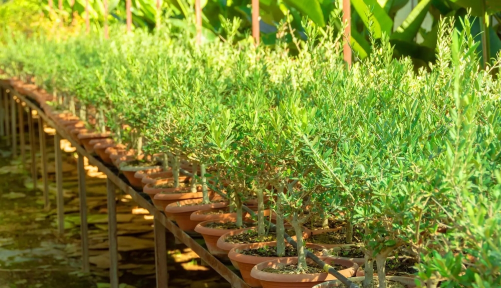 &Epsilon;&pi;&iota;&lambda;&omicron;&gamma;ή &delta;&epsilon;&nu;&delta;&rho;&upsilon;&lambda;&lambda;ί&omega;&nu; &epsilon;&lambda;&iota;ά&sigmaf;: &Eta; &beta;ά&sigma;&eta; &gamma;&iota;&alpha; έ&nu;&alpha;&nu; &epsilon;&pi;&iota;&tau;&upsilon;&chi;&eta;&mu;έ&nu;&omicron; &epsilon;&lambda;&alpha;&iota;ώ&nu;&alpha;