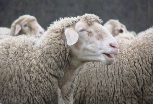 «Καραντίνα» μετά και το κρούσμα ευλογιάς στην Πελοπόννησο