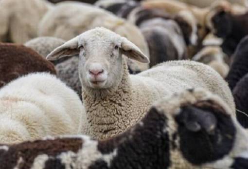 «Καθαρή» από νέα κρούσματα ευλογιάς η Περιφέρεια Πελοποννήσου