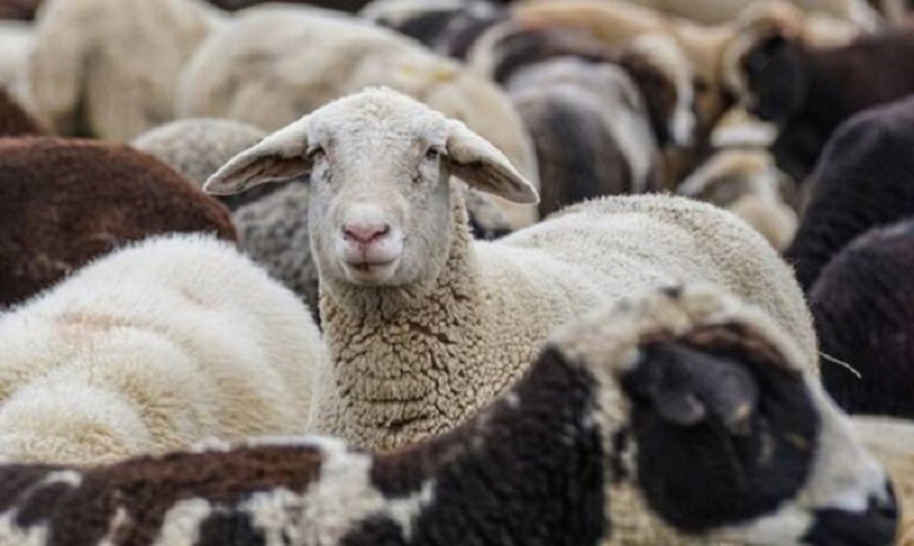 &laquo;&Kappa;&alpha;&theta;&alpha;&rho;ή&raquo; &alpha;&pi;ό &nu;έ&alpha; &kappa;&rho;&omicron;ύ&sigma;&mu;&alpha;&tau;&alpha; &epsilon;&upsilon;&lambda;&omicron;&gamma;&iota;ά&sigmaf; &eta; &Pi;&epsilon;&rho;&iota;&phi;έ&rho;&epsilon;&iota;&alpha; &Pi;&epsilon;&lambda;&omicron;&pi;&omicron;&nu;&nu;ή&sigma;&omicron;&upsilon;