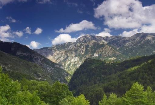 Στα «σκαριά» μοντέλο διαχείρισης δασών