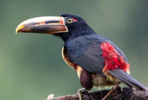 Η κλιματική αλλαγή εξαφανίζει τα έντομα, άρα και τα πουλιά στον Αμαζόνιο