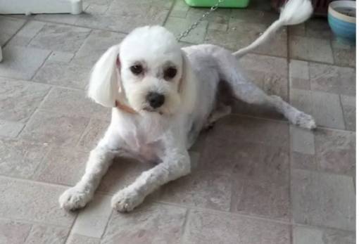 Σκυλάκι αναζητείται από την ιδιοκτήτριά του