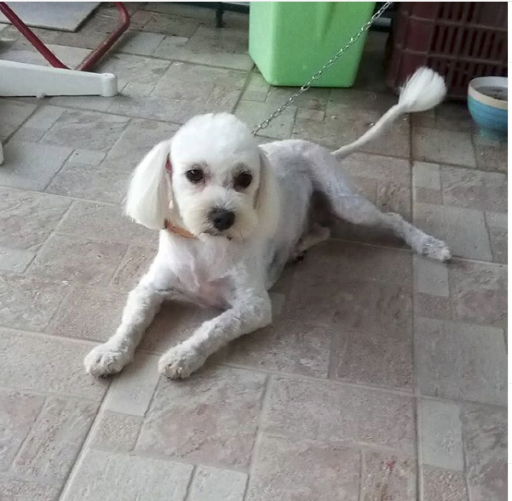 &Sigma;&kappa;&upsilon;&lambda;ά&kappa;&iota; &alpha;&nu;&alpha;&zeta;&eta;&tau;&epsilon;ί&tau;&alpha;&iota; &alpha;&pi;ό &tau;&eta;&nu; &iota;&delta;&iota;&omicron;&kappa;&tau;ή&tau;&rho;&iota;ά &tau;&omicron;&upsilon;