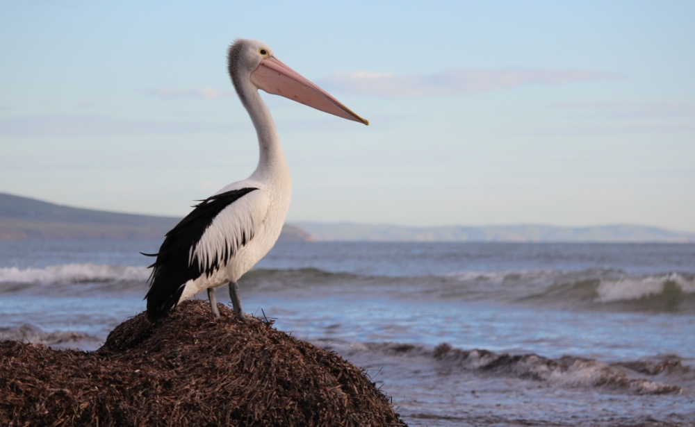 &Pi;&rho;έ&sigma;&pi;&epsilon;&sigmaf; 2022: &Tau;&iota; &sigma;&kappa;ό&tau;&omega;&sigma;&epsilon; 2.300 &alpha;&rho;&gamma;&upsilon;&rho;&omicron;&pi;&epsilon;&lambda;&epsilon;&kappa;ά&nu;&omicron;&upsilon;&sigmaf;