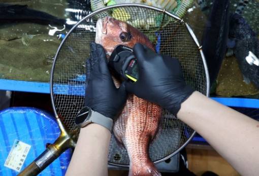 Φουκουσίμα: Εντόπισαν ψάρι με ραδιενέργεια 180 φορές πάνω από το όριο ασφαλείας