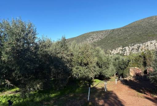 Καταρρακωμένη η ελαιοπαραγωγή  στον Δ. Μονεμβασίας