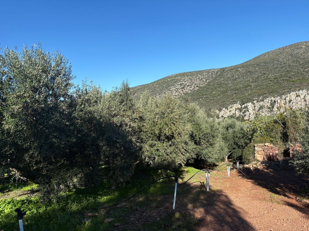 &Kappa;&alpha;&tau;&alpha;&rho;&rho;&alpha;&kappa;&omega;&mu;έ&nu;&eta; &eta; &epsilon;&lambda;&alpha;&iota;&omicron;&pi;&alpha;&rho;&alpha;&gamma;&omega;&gamma;ή  &sigma;&tau;&omicron;&nu; &Delta;. &Mu;&omicron;&nu;&epsilon;&mu;&beta;&alpha;&sigma;ί&alpha;&sigmaf;