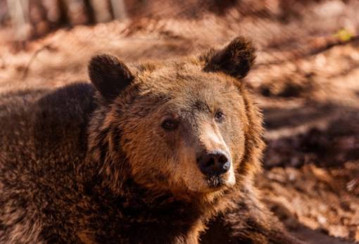 Αυξήθηκαν οι αρκούδες στην Ελλάδα, αλλά όχι οι ζημιές που προκαλούν