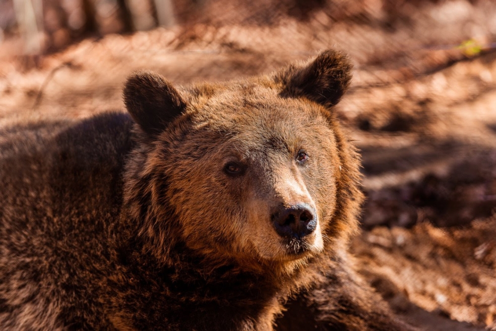 &Alpha;&upsilon;&xi;ή&theta;&eta;&kappa;&alpha;&nu; &omicron;&iota; &alpha;&rho;&kappa;&omicron;ύ&delta;&epsilon;&sigmaf; &sigma;&tau;&eta;&nu; &Epsilon;&lambda;&lambda;ά&delta;&alpha;, &alpha;&lambda;&lambda;ά ό&chi;&iota; &omicron;&iota; &zeta;&eta;&mu;&iota;έ&sigmaf; &pi;&omicron;&upsilon; &pi;&rho;&omicron;&kappa;&alpha;&lambda;&omicron;ύ&nu;