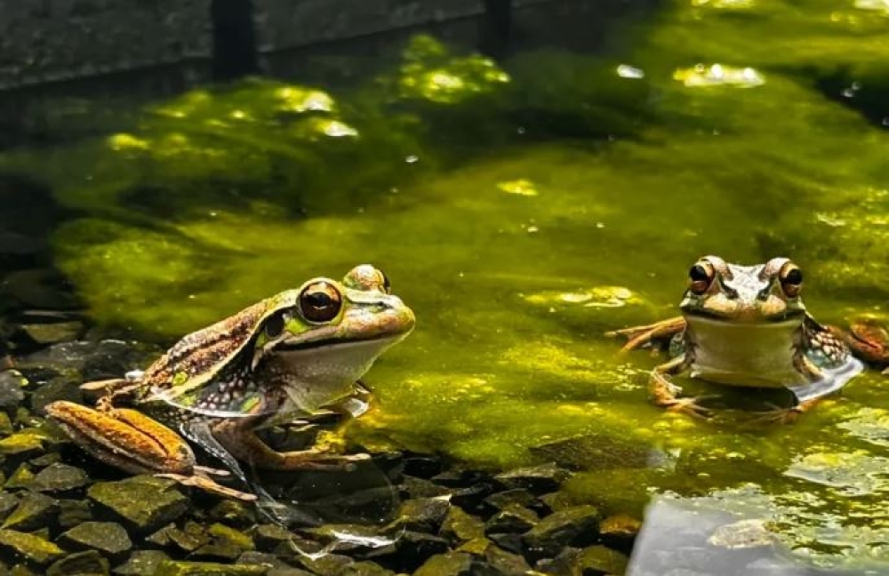 &laquo;&Sigma;ά&omicron;&upsilon;&nu;&epsilon;&sigmaf;&raquo; &kappa;&alpha;&iota; &phi;&alpha;&rho;&mu;&alpha;&kappa;&epsilon;&upsilon;&tau;&iota;&kappa;ά &lambda;&omicron;&upsilon;&tau;&rho;ά &sigma;&tau;&eta; &mu;ά&chi;&eta; &gamma;&iota;&alpha; &tau;&eta; &sigma;&omega;&tau;&eta;&rho;ί&alpha; &tau;&omega;&nu; &beta;&alpha;&tau;&rho;ά&chi;&omega;&nu;