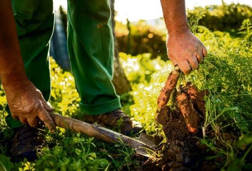 Το θετικό αποτέλεσμα της αναγεννητικής καλλιέργειας στους επικονιαστές