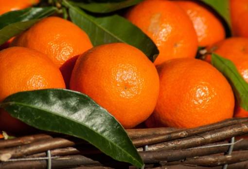 Γυρεύουν «νέκταρ» ανάκαμψης τα εσπεριδοειδή της Λακωνίας