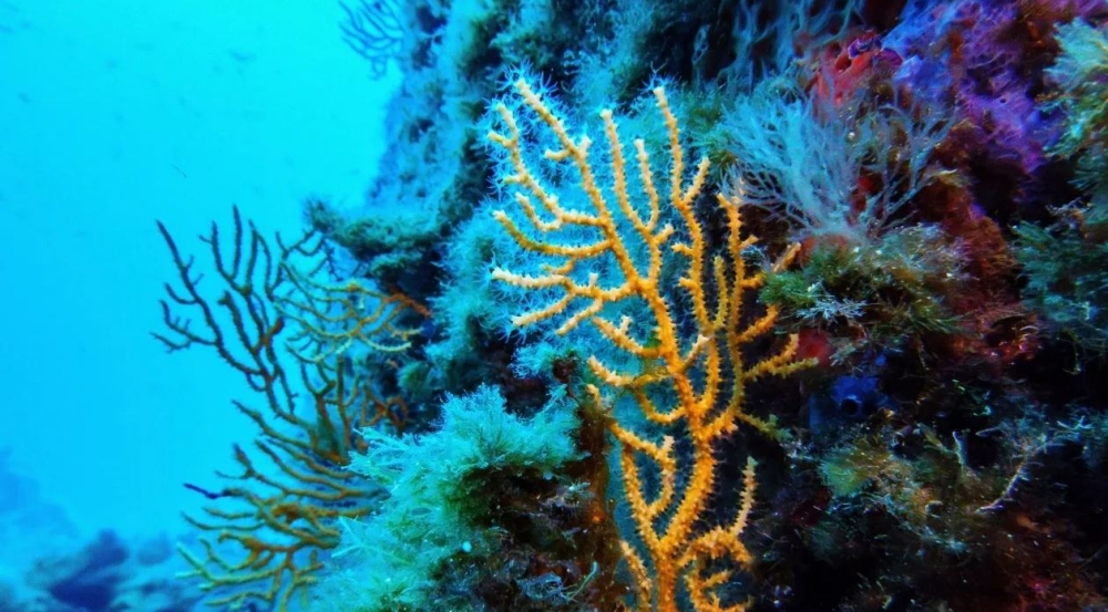 &laquo;&Iota;&sigma;&tau;&omicron;&rho;&iota;&kappa;ό &omicron;&rho;ό&sigma;&eta;&mu;&omicron;&raquo; &gamma;&iota;&alpha; &tau;&eta;&nu; &pi;&rho;&omicron;&sigma;&tau;&alpha;&sigma;ί&alpha; &tau;&omega;&nu; &omega;&kappa;&epsilon;&alpha;&nu;ώ&nu; &eta; &Sigma;&upsilon;&nu;&theta;ή&kappa;&eta; &gamma;&iota;&alpha; &tau;&eta;&nu; &Alpha;&nu;&omicron;&iota;&chi;&tau;ή &Theta;ά&lambda;&alpha;&sigma;&sigma;&alpha;