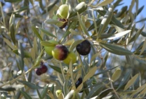 Προώθηση των επισκέψιμων ελαιοτριβείων επιχειρεί το Υπουργείο Τουρισμού