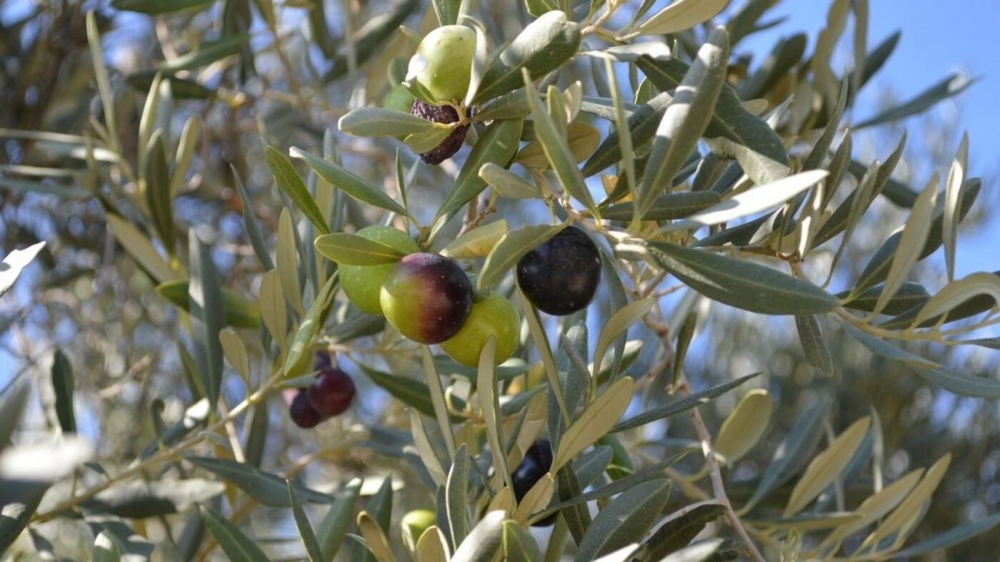 &Pi;&rho;&omicron;ώ&theta;&eta;&sigma;&eta; &tau;&omega;&nu; &epsilon;&pi;&iota;&sigma;&kappa;έ&psi;&iota;&mu;&omega;&nu; &epsilon;&lambda;&alpha;&iota;&omicron;&tau;&rho;&iota;&beta;&epsilon;ί&omega;&nu; &epsilon;&pi;&iota;&chi;&epsilon;&iota;&rho;&epsilon;ί &tau;&omicron; &Upsilon;&pi;&omicron;&upsilon;&rho;&gamma;&epsilon;ί&omicron; &Tau;&omicron;&upsilon;&rho;&iota;&sigma;&mu;&omicron;ύ