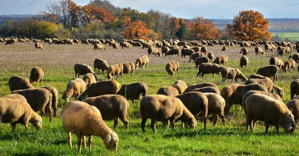 &Kappa;&tau;&eta;&nu;&omicron;&tau;&rho;&omicron;&phi;ί&alpha;: &Tau;&iota; &alpha;&lambda;&lambda;ά&zeta;&epsilon;&iota; &sigma;&tau;&alpha; &delta;&iota;&alpha;&chi;&epsilon;&iota;&rho;&iota;&sigma;&tau;&iota;&kappa;ά &sigma;&chi;έ&delta;&iota;&alpha; &beta;ό&sigma;&kappa;&eta;&sigma;&eta;&sigmaf;