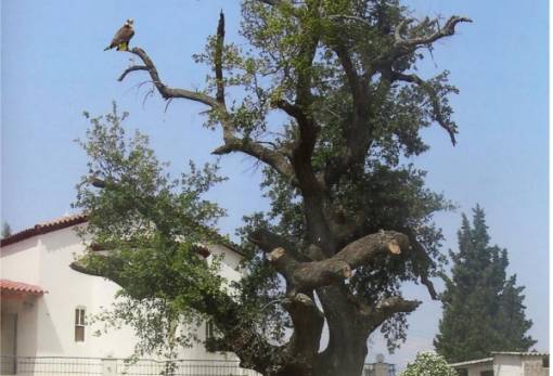 ﻿Το δέντρο της Σωτηρίτσας