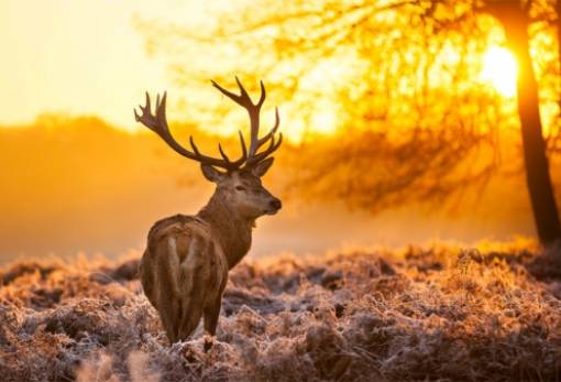 Η κοπέλα και το ελάφι