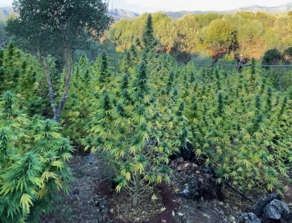 &Alpha;&xi;ί&alpha;&sigmaf; 1,8 &epsilon;&kappa;&alpha;&tau;. &epsilon;&upsilon;&rho;ώ &eta; &phi;&upsilon;&tau;&epsilon;ί&alpha; &kappa;ά&nu;&nu;&alpha;&beta;&eta;&sigmaf; &sigma;&tau;&omicron; &Gamma;ύ&theta;&epsilon;&iota;&omicron; (&Phi;&Omega;&Tau;&Omicron;-VIDEO)