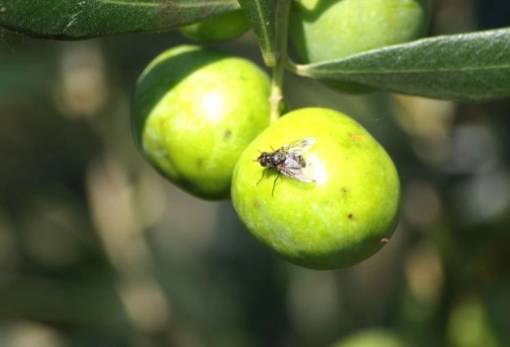 Η τεχνολογία στη μάχη κατά του δάκου