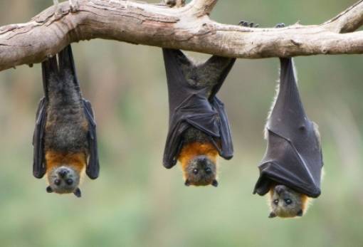 Πώς η κατάρρευση του πληθυσμού των νυχτερίδων καταδίκασε σε θάνατο πάνω από 1.000 μωρά