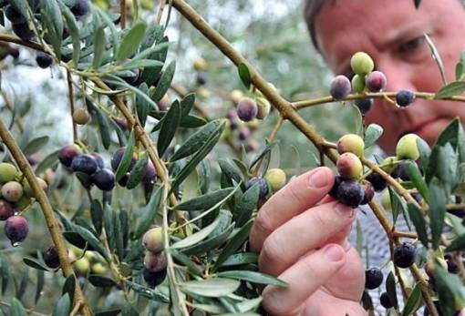 Το πρόγραμμα δακοκτονίας ενισχύει η Περιφέρεια Πελοποννήσου