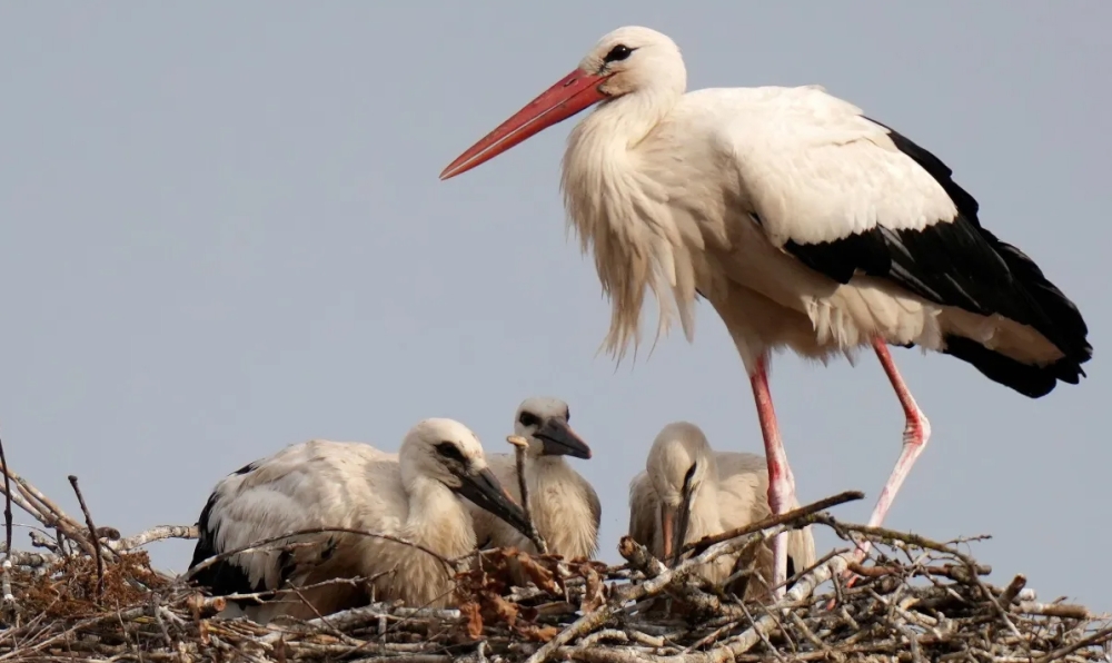 &Alpha;&upsilon;&xi;ή&theta;&eta;&kappa;&epsilon; &omicron; &pi;&lambda;&eta;&theta;&upsilon;&sigma;&mu;ό&sigmaf; &tau;&omega;&nu; &lambda;&epsilon;&upsilon;&kappa;ώ&nu; &pi;&epsilon;&lambda;&alpha;&rho;&gamma;ώ&nu; &sigma;&tau;&eta; &Beta;&omicron;&upsilon;&lambda;&gamma;&alpha;&rho;ί&alpha;