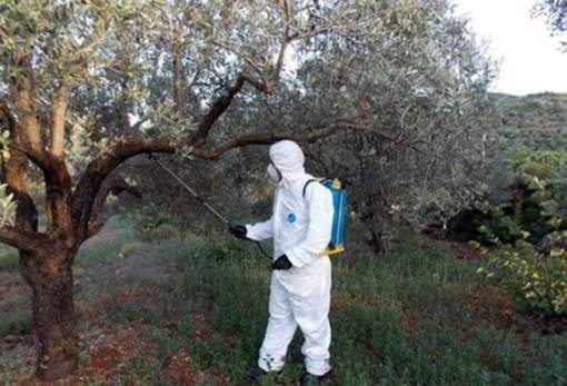 Αρχίζει το «κυνήγι» του δάκου στο Γεράκι