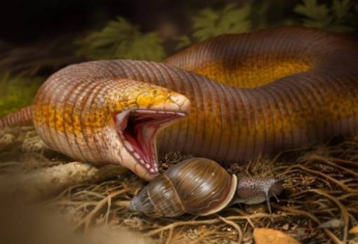 Νέο είδος ερπετού 50 εκατομμυρίων ετών ονομάστηκε «Τεραστιοδοντόσαυρος» από Έλληνα παλαιοντολόγο