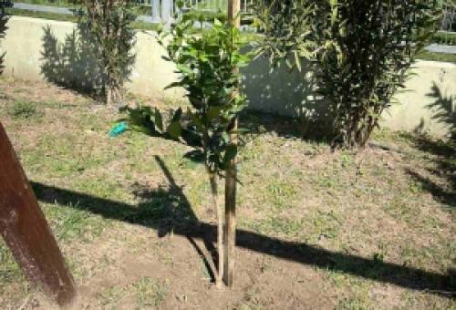 Μικροί «κηπουροί» φύτευσαν ζωή στο 12ο Νηπιαγωγείο Σπάρτης