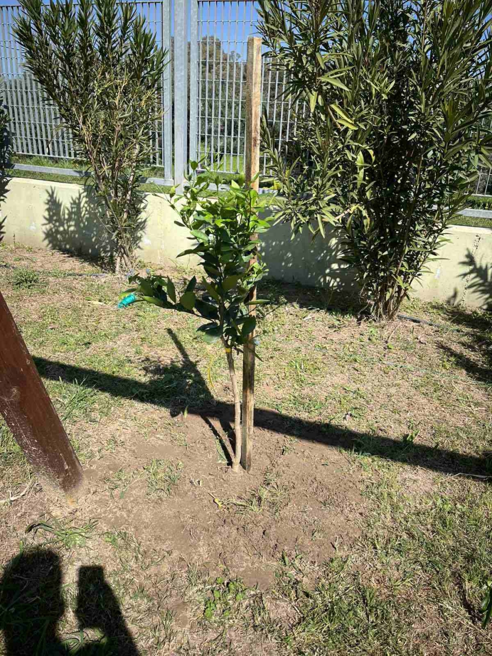 &Mu;&iota;&kappa;&rho;&omicron;ί &laquo;&kappa;&eta;&pi;&omicron;&upsilon;&rho;&omicron;ί&raquo; &phi;ύ&tau;&epsilon;&upsilon;&sigma;&alpha;&nu; &zeta;&omega;ή &sigma;&tau;&omicron; 12&omicron; &Nu;&eta;&pi;&iota;&alpha;&gamma;&omega;&gamma;&epsilon;ί&omicron; &Sigma;&pi;ά&rho;&tau;&eta;&sigmaf;