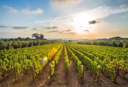 Κομισιόν: Σύσταση ομάδας υψηλού επιπέδου για τον αμπελοοινικό τομέα της ΕΕ