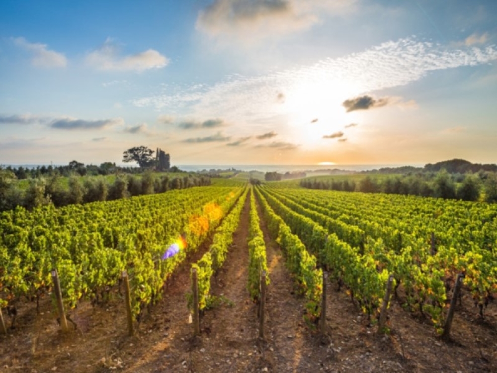 &Kappa;&omicron;&mu;&iota;&sigma;&iota;ό&nu;: &Sigma;ύ&sigma;&tau;&alpha;&sigma;&eta; &omicron;&mu;ά&delta;&alpha;&sigmaf; &upsilon;&psi;&eta;&lambda;&omicron;ύ &epsilon;&pi;&iota;&pi;έ&delta;&omicron;&upsilon; &gamma;&iota;&alpha; &tau;&omicron;&nu; &alpha;&mu;&pi;&epsilon;&lambda;&omicron;&omicron;&iota;&nu;&iota;&kappa;ό &tau;&omicron;&mu;έ&alpha; &tau;&eta;&sigmaf; &Epsilon;&Epsilon;