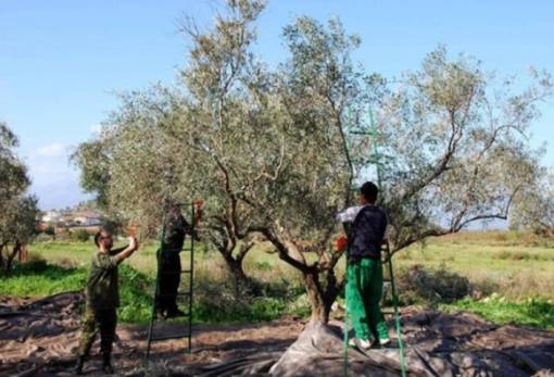 ΕΘΕΑΣ: Σε εξέλιξη η διαδικασία μετάκλησης εργατών γης από την Αίγυπτο