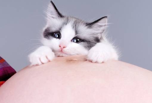 Τι είναι η τοξοπλάσμωση στα ζώα