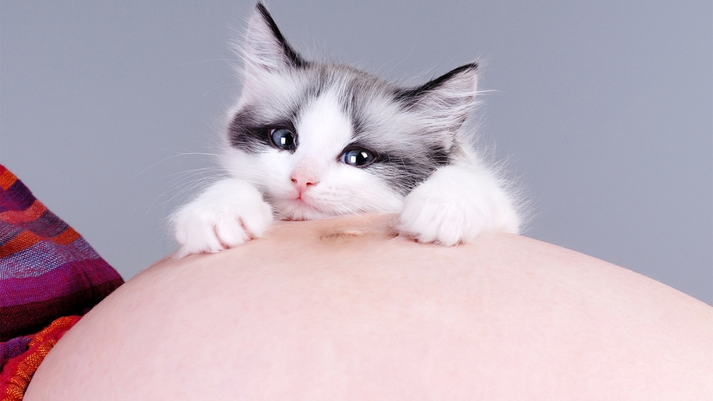 &Tau;&iota; &epsilon;ί&nu;&alpha;&iota; &eta; &tau;&omicron;&xi;&omicron;&pi;&lambda;ά&sigma;&mu;&omega;&sigma;&eta; &sigma;&tau;&alpha; &zeta;ώ&alpha;