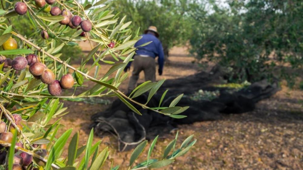 &laquo;&Epsilon;&lambda;&lambda;&eta;&nu;&iota;&kappa;ό&sigmaf; &Alpha;&gamma;&rho;&omicron;&tau;&iota;&kappa;ό&sigmaf; &Tau;&omicron;&mu;έ&alpha;&sigmaf; &kappa;&alpha;&iota; &Epsilon;&upsilon;&rho;ώ&pi;&eta;: &Beta;&iota;&omega;&sigma;&iota;&mu;ό&tau;&eta;&tau;&alpha; &kappa;&alpha;&iota; &Pi;&rho;&omicron;&omicron;&pi;&tau;&iota;&kappa;έ&sigmaf;&raquo;