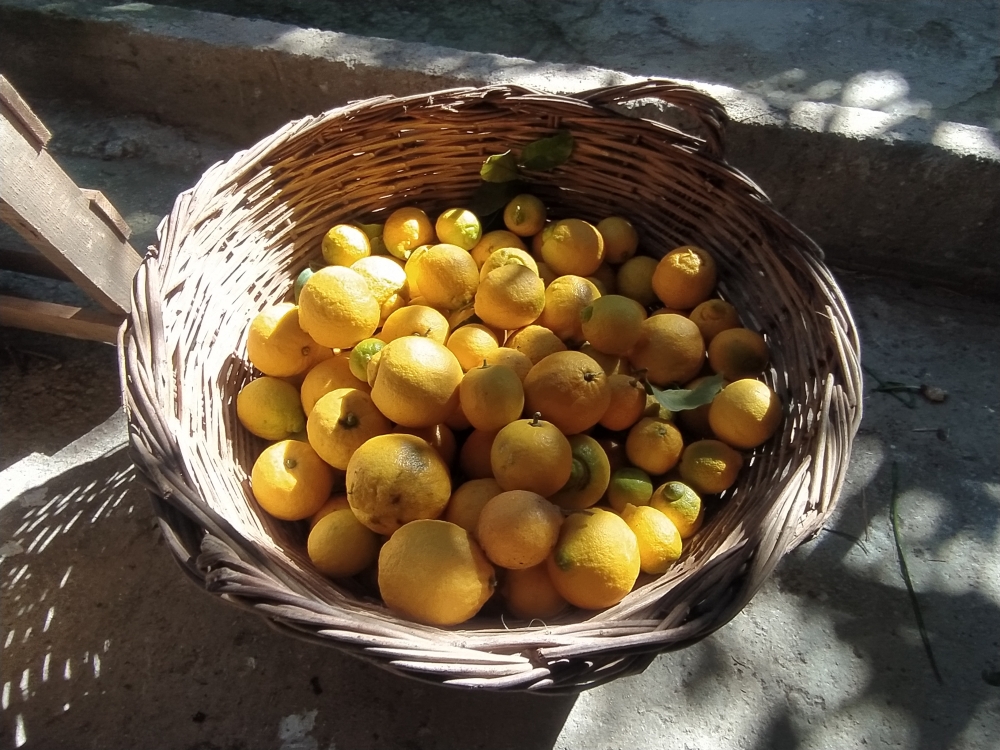 &laquo;&Kappa;&omicron;&nu;&tau;&omicron;ύ&lambda;&alpha; &lambda;&epsilon;&mu;&omicron;&nu;&iota;ά&raquo;