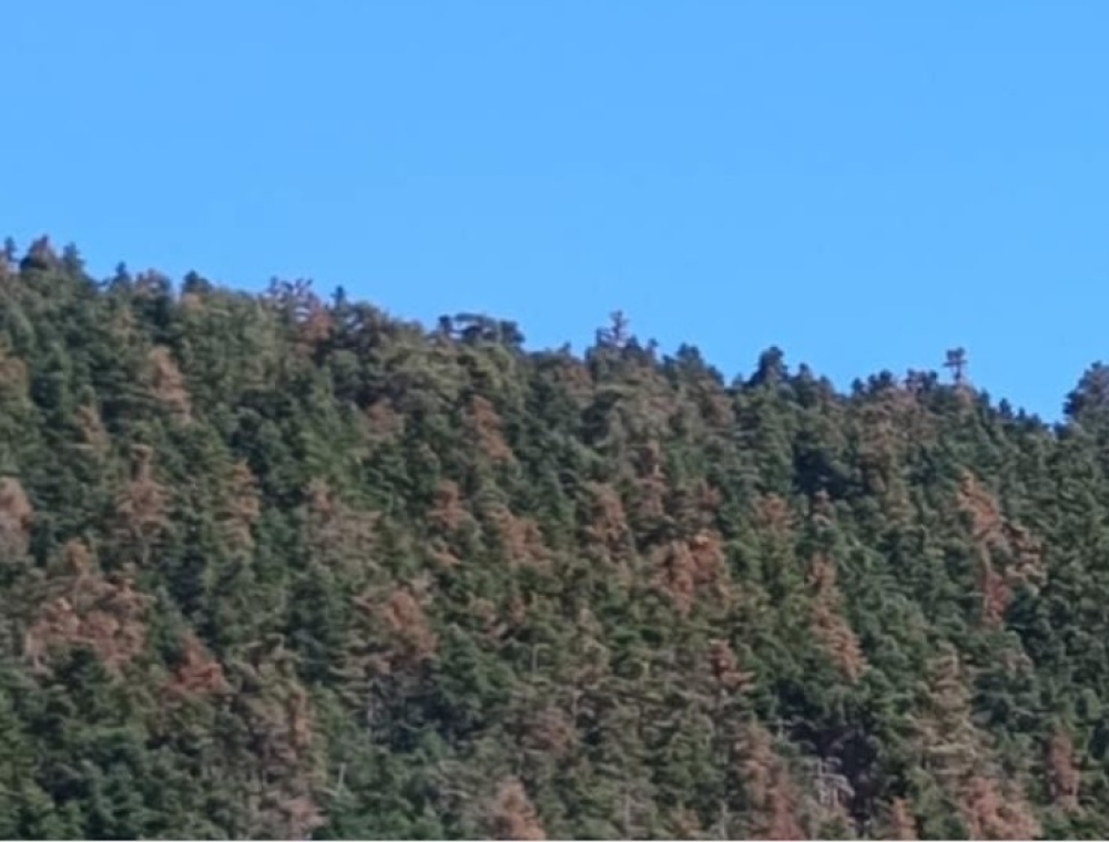 &Xi;&epsilon;&rho;&alpha;ί&nu;&epsilon;&tau;&alpha;&iota; &tau;&omicron; &epsilon;&lambda;&alpha;&tau;&omicron;&delta;ά&sigma;&omicron;&sigmaf; &tau;&omicron;&upsilon; &Pi;ά&rho;&nu;&omega;&nu;&alpha;