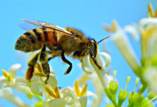 Πώς οι πόλεμοι, τα φώτα και τα μικροπλαστικά απειλούν τις μέλισσες