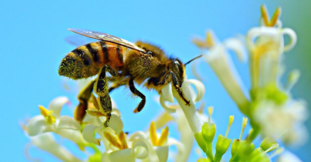 &Pi;ώ&sigmaf; &omicron;&iota; &pi;ό&lambda;&epsilon;&mu;&omicron;&iota;, &tau;&alpha; &phi;ώ&tau;&alpha; &kappa;&alpha;&iota; &tau;&alpha; &mu;&iota;&kappa;&rho;&omicron;&pi;&lambda;&alpha;&sigma;&tau;&iota;&kappa;ά &alpha;&pi;&epsilon;&iota;&lambda;&omicron;ύ&nu; &tau;&iota;&sigmaf; &mu;έ&lambda;&iota;&sigma;&sigma;&epsilon;&sigmaf;