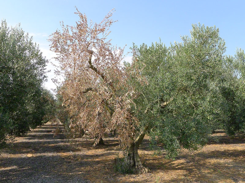&Eta; &beta;&epsilon;&rho;&tau;&iota;&sigma;&iota;&lambda;&lambda;ί&omega;&sigma;&eta; &xi;&epsilon;&rho;&alpha;ί&nu;&epsilon;&iota; &tau;&alpha; &epsilon;&lambda;&alpha;&iota;ό&delta;&epsilon;&nu;&tau;&rho;&alpha; &kappa;&alpha;&iota; &upsilon;&pi;&omicron;&beta;&alpha;&theta;&mu;ί&zeta;&epsilon;&iota; &tau;&omicron; έ&delta;&alpha;&phi;&omicron;&sigmaf;