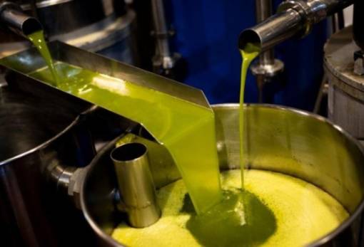 Δίνει μάχη σε μια περίεργη χρονιά το λακωνικό ελαιόλαδο