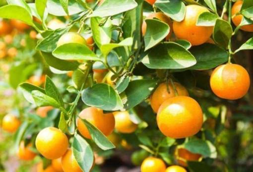 Παράταξη Παυλάκη για μικροκαρπία: «Η κλιματική κρίση έχει επιπτώσεις και στα πορτοκάλια του Δ. Ευρώτα»