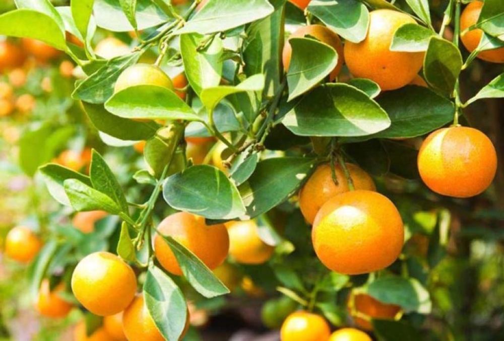 &Pi;&alpha;&rho;ά&tau;&alpha;&xi;&eta; &Pi;&alpha;&upsilon;&lambda;ά&kappa;&eta; &gamma;&iota;&alpha; &mu;&iota;&kappa;&rho;&omicron;&kappa;&alpha;&rho;&pi;ί&alpha;: &laquo;&Eta; &kappa;&lambda;&iota;&mu;&alpha;&tau;&iota;&kappa;ή &kappa;&rho;ί&sigma;&eta; έ&chi;&epsilon;&iota; &epsilon;&pi;&iota;&pi;&tau;ώ&sigma;&epsilon;&iota;&sigmaf; &kappa;&alpha;&iota; &sigma;&tau;&alpha; &pi;&omicron;&rho;&tau;&omicron;&kappa;ά&lambda;&iota;&alpha; &tau;&omicron;&upsilon; &Delta;. &Epsilon;&upsilon;&rho;ώ&tau;&alpha;&raquo;