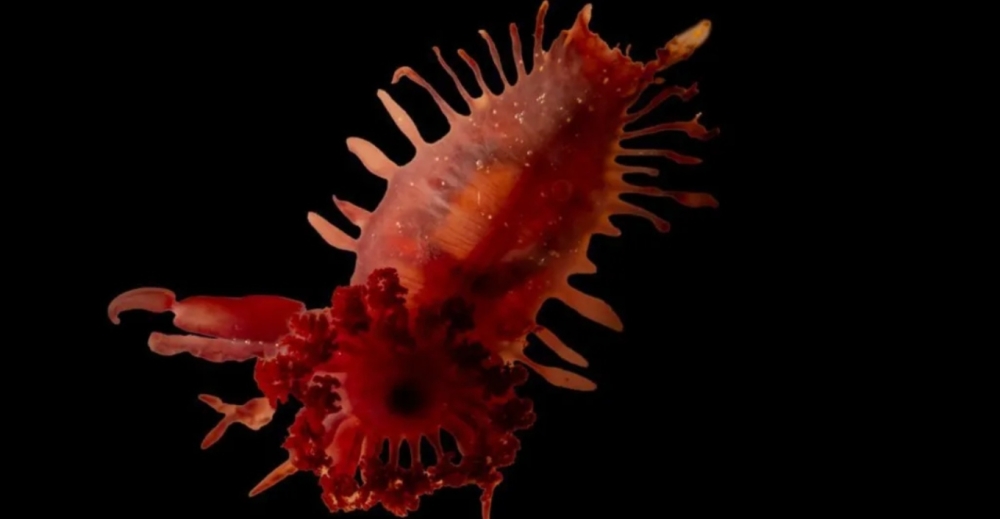 &Mu;&upsilon;&sigma;&tau;&iota;&kappa;ά &tau;&omicron;&upsilon; &beta;&upsilon;&theta;&omicron;ύ &sigma;&tau;&eta;&nu; &Kappa;&alpha;&rho;&alpha;ϊ&beta;&iota;&kappa;ή: Ά&gamma;&nu;&omega;&sigma;&tau;&alpha; &theta;&alpha;&lambda;ά&sigma;&sigma;&iota;&alpha; &pi;&lambda;ά&sigma;&mu;&alpha;&tau;&alpha;, &alpha;&rho;&chi;&alpha;ί&alpha; &kappa;&omicron;&rho;ά&lambda;&lambda;&iota;&alpha; &kappa;&alpha;&iota; &mu;&iota;&alpha; &tau;&epsilon;&rho;ά&sigma;&tau;&iota;&alpha; &laquo;&mu;&pi;&lambda;&epsilon; &tau;&rho;ύ&pi;&alpha;&raquo;